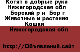 Котят в добрые руки - Нижегородская обл., Борский р-н, Бор г. Животные и растения » Кошки   . Нижегородская обл.